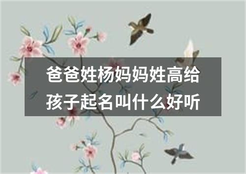 爸爸姓杨妈妈姓高给孩子起名叫什么好听