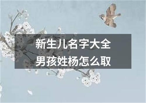 新生儿名字大全男孩姓杨怎么取