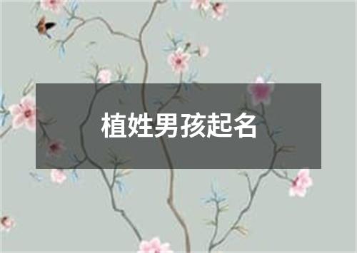 植姓男孩起名