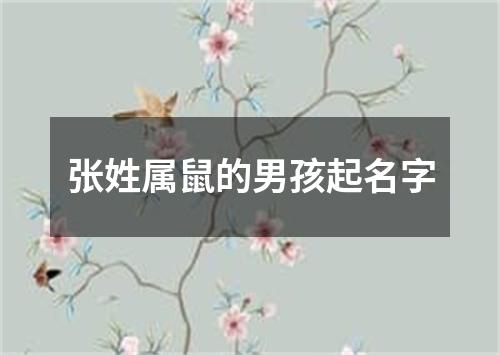 张姓属鼠的男孩起名字