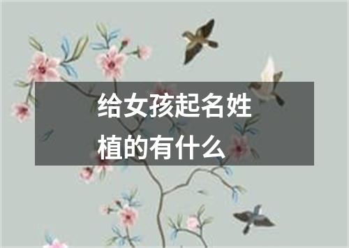 给女孩起名姓植的有什么