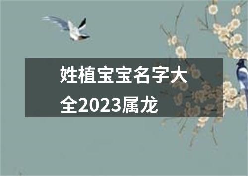 姓植宝宝名字大全2023属龙