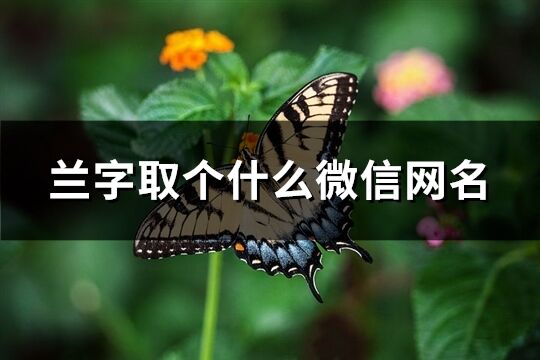 兰字取个什么微信网名(共164个)