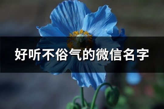 好听不俗气的微信名字(共286个)