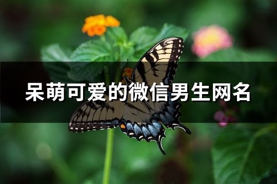 呆萌可爱的微信男生网名(134个)