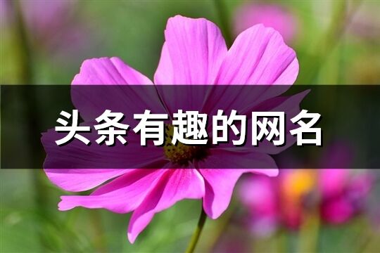 头条有趣的网名(264个)