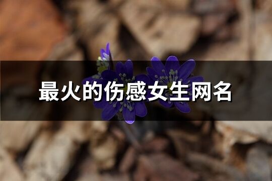 最火的伤感女生网名(共285个)