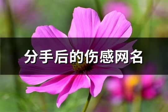 分手后的伤感网名(精选426个)