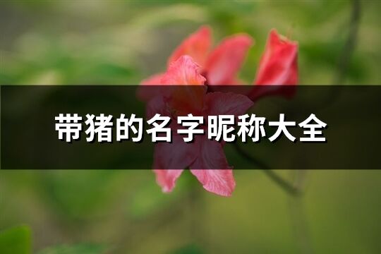 带猪的名字昵称大全(精选101个)