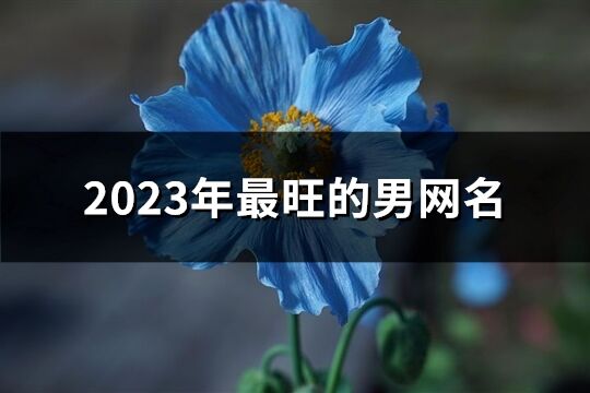 2023年最旺的男网名(508个)