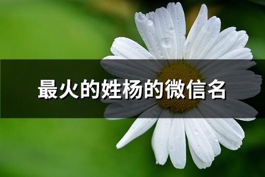 最火的姓杨的微信名(176个)